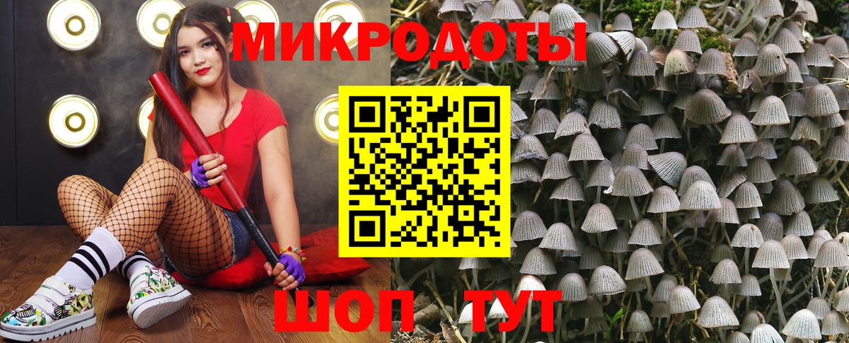 Галлюциногенные грибы Psilocybe Новодвинск